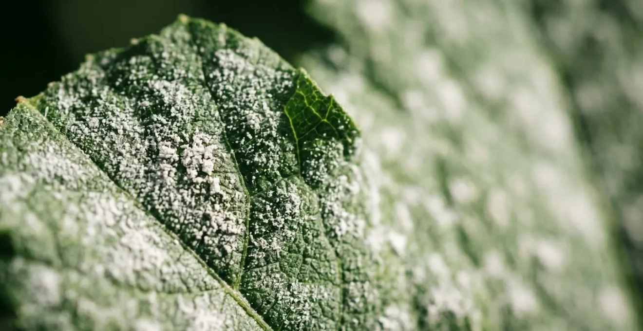 Comparación macro de textura de manchas blancas en hojas de plantas mostrando diferencias entre oídio y cal